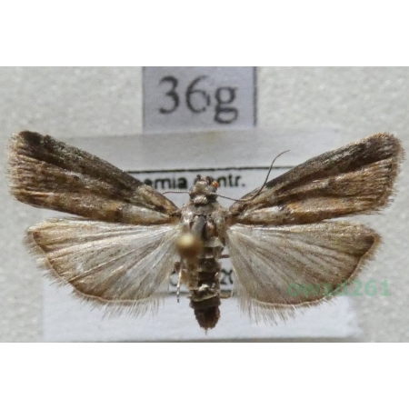 Acrobasis sodalella Zeller, 1848 Czech36g